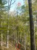 Drone in tree.jpg