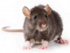 rat.jpg