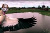 duck.jpg