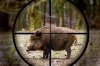 Feral boar.jpg