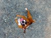 DJI_0255e.jpg